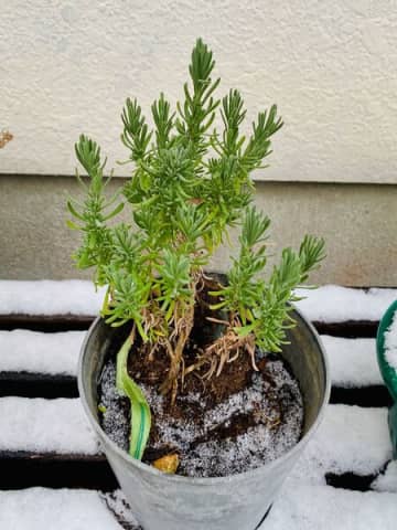 一年中ガーデニングを楽しみたい方におすすめ「冬に強い緑」