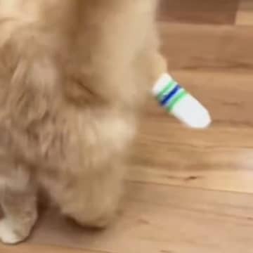 靴下をはいていた猫→脱ごうとして…飼い主爆笑の『まさかの瞬間』が960万表示「2秒くらいで草」「何度も見たくなるｗ」とSNSで反響