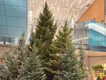 【虎ノ門ヒルズ】香りを味わう森のクリスマスツリーが登場！