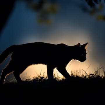 猫をモチーフにしている『妖怪』3選　それぞれの特徴や伝説をご紹介