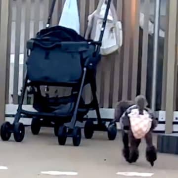 犬を遊ばせるため『ドッグラン』に連れて行った結果→思っているのと違う『まさかの光景』が26万再生「帰る気満々で草」「すごいジャンプ力ｗ」