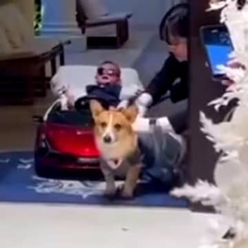 結婚式で『リングドッグ』を務めた犬→参列者に見せた『愛くるしいご挨拶』に絶賛の声「よくできました」「なんか感動した」