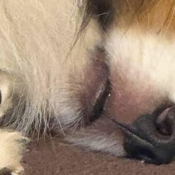 『飼い主を監視したい気持ち』と『睡魔』の狭間で葛藤する犬→顔を見ると…『衝撃の表情』に2万いいね「白目ｗｗ」「見張っ…てる？」と爆笑の声