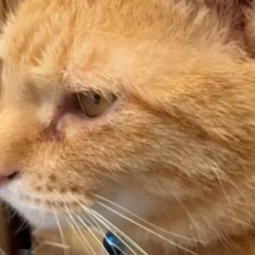 保護猫に『脱走したらダメだよ』と注意した結果…想像以上に『適当すぎる返事』が54万再生「とりあえず言っとこ」「何回も見たｗ」と話題