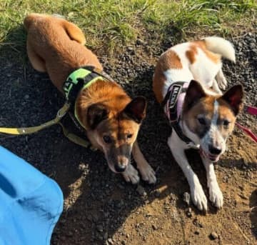 野犬だった推定6才、5才の元保護犬2頭と家族に→それぞれの個性を持ち“姉妹のように”仲良しに成長！