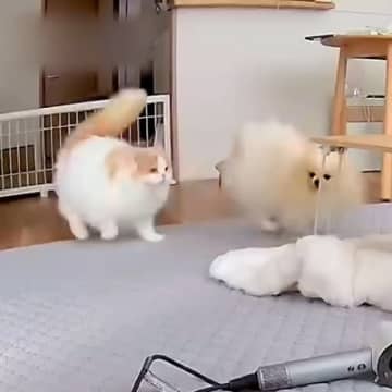 仲のいい犬と猫→ペットカメラでお留守番の様子を見てみたら…想像以上に『尊い光景』が話題「親が留守の間にはしゃぐ子どもたちみたいww」