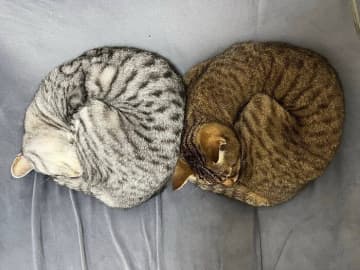 「寝相、話し合って決めてる?」 見事な“アンモニャイト”ポーズで眠る保護猫姉妹の姿が尊すぎる!