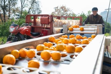 地元特産「清江ポンカン」、収穫と出荷がピークに　中国湖北省
