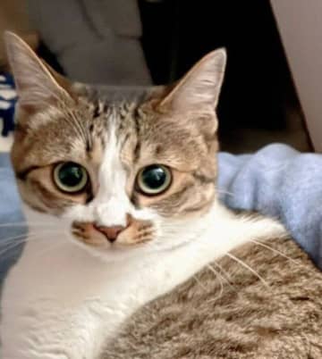 大人しい猫と落ち着きがない猫 愛猫たちの面白おかしいツーショットに「どっちも違った意味でベストショット」「対照的すぎる」の声