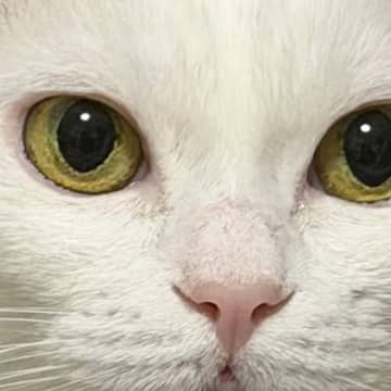 水を飲んでいた猫ちゃん→飼い主さんのほうを見上げると…愛おしすぎる『口元』に３万いいね「たまらん」「あざとかわええ」とSNSで反響