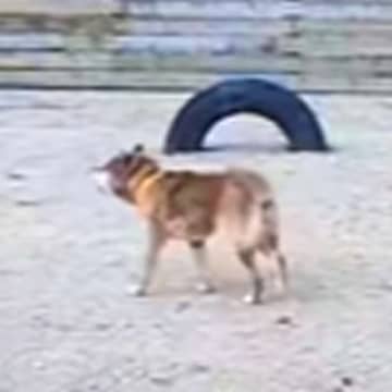 飼い主が高齢のためシェルターに来た『盲目の犬』→現実を受け入れられなくて…あまりにも切ない行動に思わず涙「泣いた」「胸がしめつけられる」