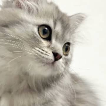 シルバーの毛色が美しかった子猫→大きくなったら…完全に予想外な『見た目の変化』に「こんなに変わるんだ！」「す、すごいｗ」と驚きの声続出