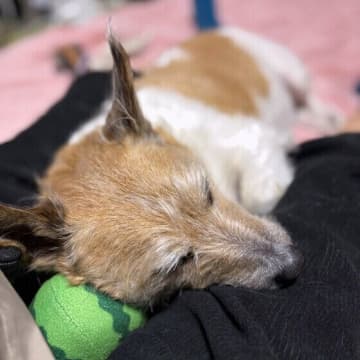 犬に毛布は「敷く・かける」どちらがいい？犬に関する毛布や布団の必要性