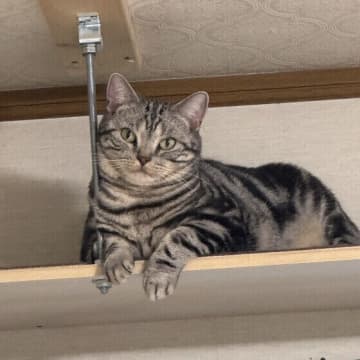 なぜ猫は「棚」に上りたがるの？猫が棚に惹かれる5つの理由とは