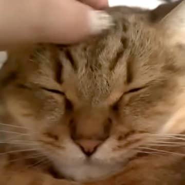 休日、布団に入ってきた猫→一緒にまったりしていたら…まさかの『愛おしすぎる行動』に反響「癒しと幸福度爆上がりで最高」「至福の時間だね」