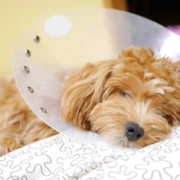 犬を『運動させてはいけない』タイミング5選　日常生活で気をつけるべきことや体に与える悪影響まで