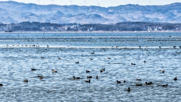 中国貴州省の自然保護区に渡り鳥が続々飛来