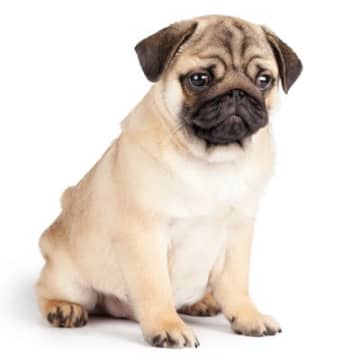 犬が飼い主から『嫌われた』と勘違いするタブー行為５選　愛犬を深く傷つける行動や不安にさせない方法まで