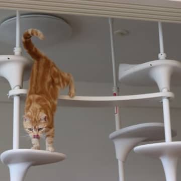 猫用品で『買って後悔』しがちなモノ5選　思わぬ失敗になってしまうかも？