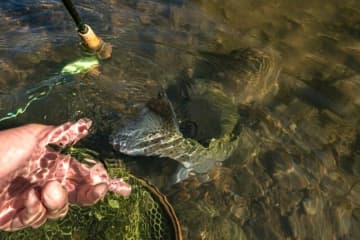 【渓流釣り】冬季キャッチ＆リリース！　風光明媚な富士の裾野『黄瀬川』でフライフィッシング