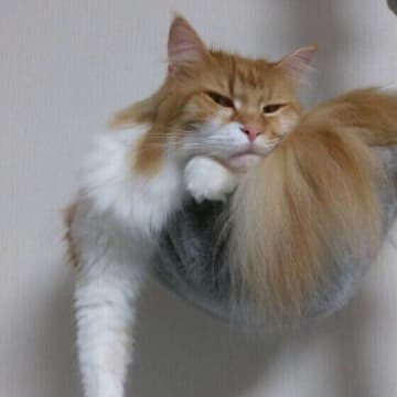 愛猫がふてくされて見えるけど、実際どうなの？ 専門家に聞いた！