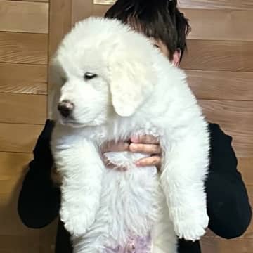 生後2ヶ月の赤ちゃん犬→すくすく育ち、8ヶ月後…『衝撃的なサイズ』に成長した光景に3万いいね「スピード違反レベルｗ」「やる気ない顔好き」