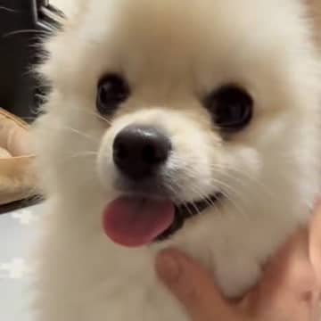 ママに撫でられて嬉しそうな犬→おばあちゃんが試してみると…あからさま過ぎる『態度の違い』が28万再生「思わず吹いたｗｗ」「面白すぎる」