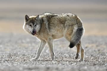 アルチン山自然保護区を訪ねて　中国新疆ウイグル自治区