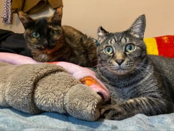 【3COINS】猫用こたつが可愛すぎたので3日間使ってもらったら、まさかの結果に…！