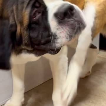 足で首をかくのが下手な超大型犬→面倒くさがった結果…思わず笑ってしまう『まさかの光景』に爆笑「世界一可愛い怠け者」「笑っちゃったｗ」