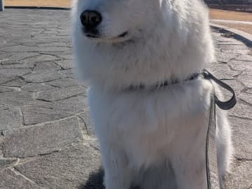 見た瞬間に拝みたくなる？　富士山を背に『天使』に見えたサモエド