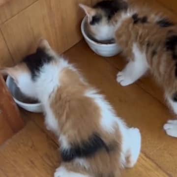 仲良くいっしょにご飯を食べる『2匹の赤ちゃん猫』…たまらない後ろ姿に癒される人が続出「可愛すぎて気絶しそう」「足が尊い」とSNSに反響