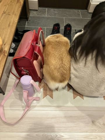 「なんですかこの幸せな図」「ついて行く作戦？」　朝の玄関で激写された〝紛れコーギー〟に10万人破顔