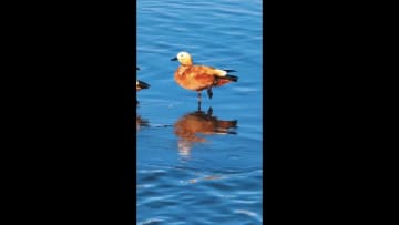 紅崖山ダムに多くの渡り鳥　甘粛省民勤県
