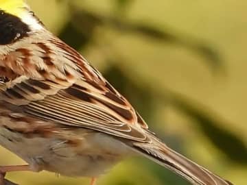 冬山に舞い降りた『仮面のプリンス』　野鳥愛好家が収めた1枚に「イケメン！」