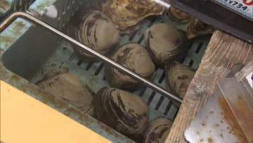 名産・ホッキ貝にも影響…「後発地震注意情報」でホッキ漁を中止する漁協も