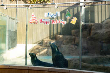 アシカの赤ちゃんハーフバースデーをお祝い サンシャイン水族館でクリスマスイベント