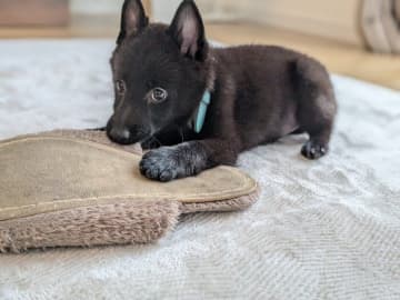 「フワフワの綿毛のような毛質」だったスキッパーキの子犬→1年で体が大きく成長し、「長くてツヤのある毛」に変化!!