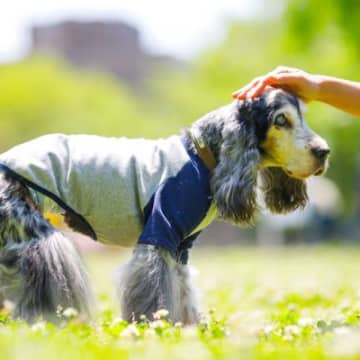 『シニア犬』になるとできなくなること5選　変えていくべきお世話の仕方とは？