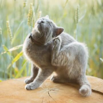 猫の体に『白い粉』が現れる原因5つ　病気の可能性も？予防法まで解説