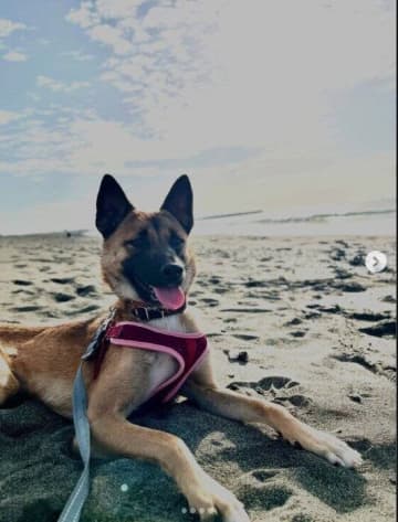 人や外、物音すべてに怖がっていた元保護犬→お迎えしてちょうど1年が経ち、少しずつ心を開き柔らかい表情を見せるコに成長！