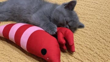 「ずっとバブちゃん」のエキゾ子猫が“渋いおじさん”に成長！？　飼い主さんとの穏やかな日常にもほっこり