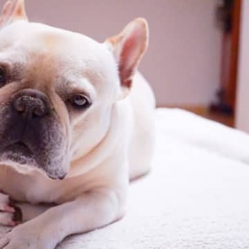 『お金がたくさん必要な犬種』５選　どのようなことに費用がかかるの？犬を飼う前に知っておくべきことまで