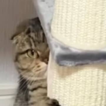 ふとキャットタワーを見たら、愛猫が…可愛すぎて笑ってしまう『予想外の行動』に「見えてないと思ってそうw」「悶絶した」とSNSで反響