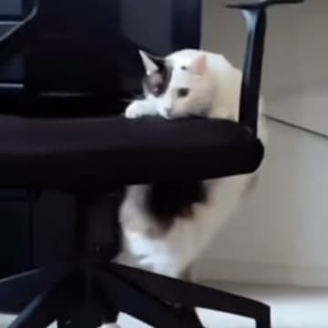 『椅子が動いている』と思ったら、ネコが…飼い主爆笑の『まさかの光景』が166万再生「足の動きがかわいいw」「社交ダンス?w」