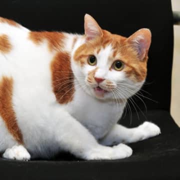 猫の命を奪ってしまう『飼い主のイタズラ』4つ 絶対にやってはいけない理由も解説