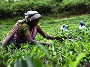 キリンビバレッジ、スリランカの復興支援へ100万円拠出