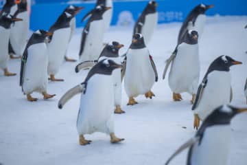 ペンギン100羽がパレード披露　中国・ハルビン市