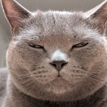 「あなたはだんだん眠くなります」 寝落ち寸前の“ギリギリ顔”で飼い主の前に座り込む猫にクスッ