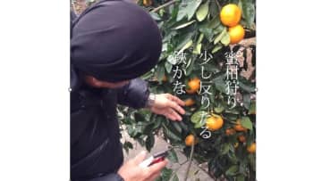 ようこそ写真俳句の世界へ⑯  蜜柑狩り少し反りたる鋏かな